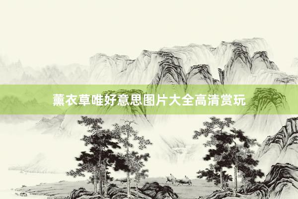 薰衣草唯好意思图片大全高清赏玩