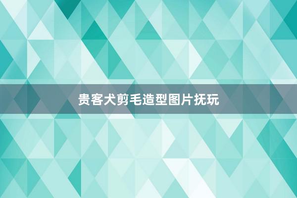 贵客犬剪毛造型图片抚玩